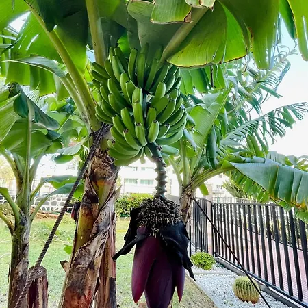 Cactus Playa del Inglés