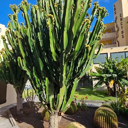 Διαμέρισμα Cactus *
