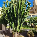 Lejlighed Cactus *