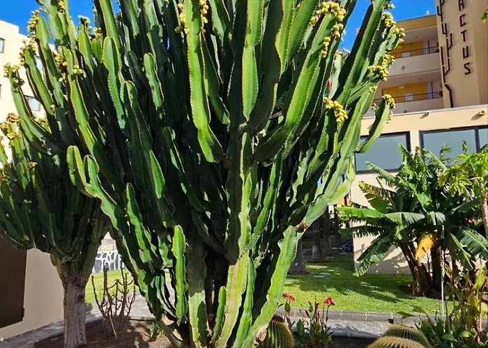 Appartement Cactus *