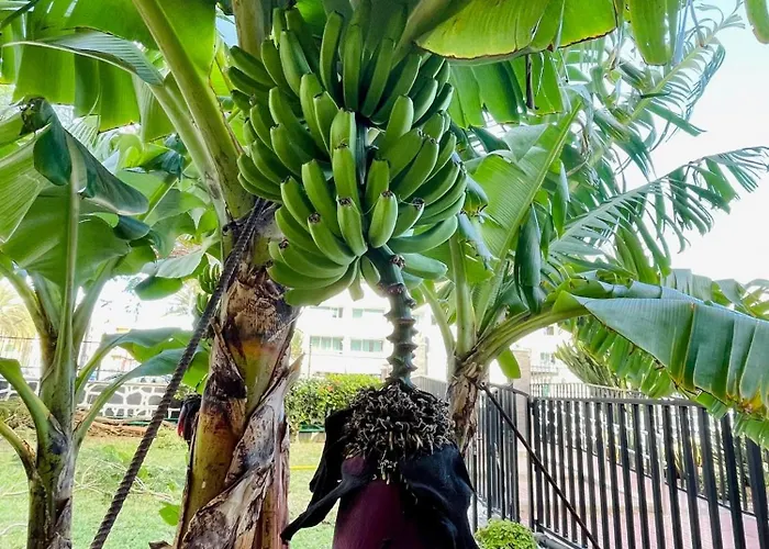 Cactus Playa del Inglés